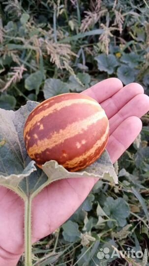 Дыни дедушки Хо Шемина