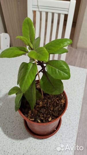 Саженцы Джинуры