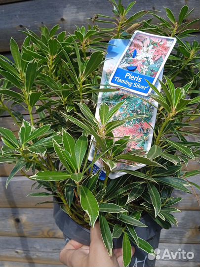 Пиерис японский Flaming Silver саженцы
