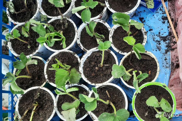 Усы сортовой клубники