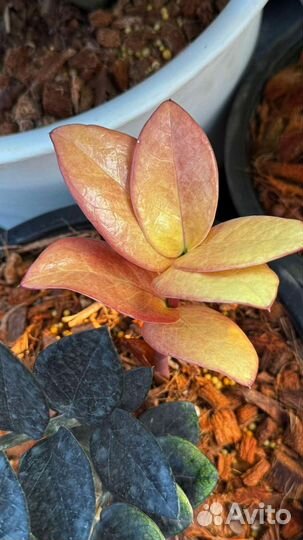 Замиокулькас блек акебоно(Голден)