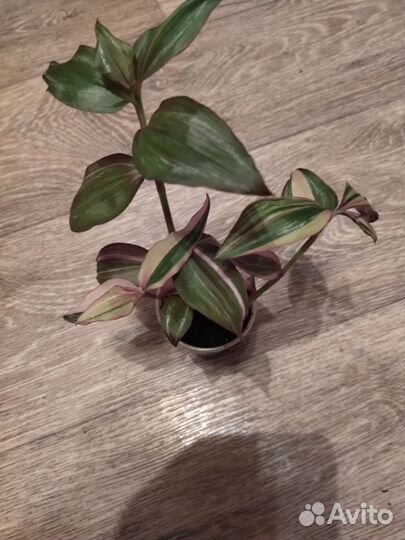 Трдисканция