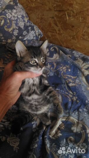 Бенгальский котенок мальчик