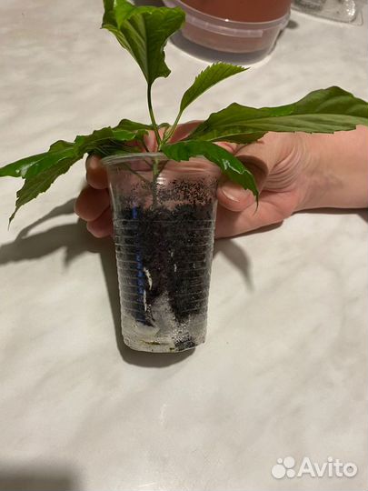 Гибискус простой, жёлтый и красный махровый