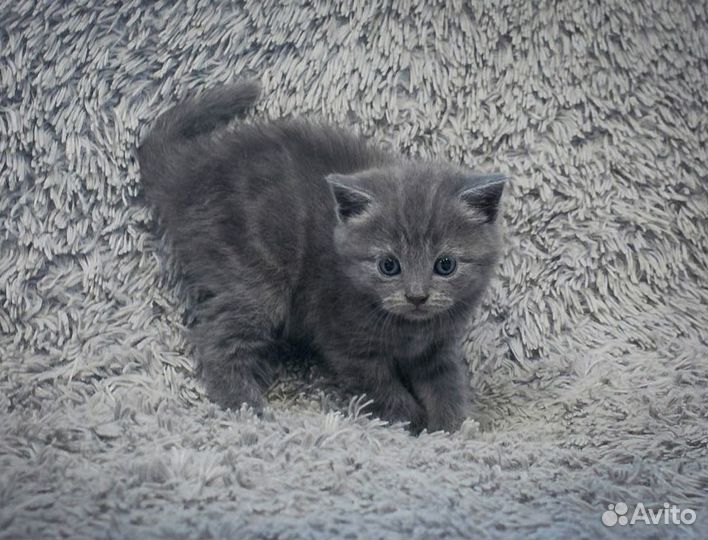 Котя от британки