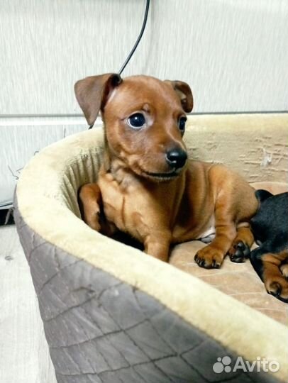 Цвергпинчер