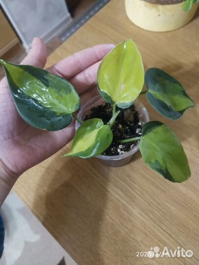 Филодендрон сканденс бразил