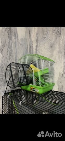 Крыса дамбо