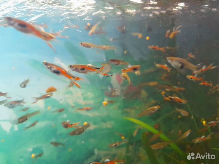 Рыбки-растения