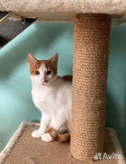 Котята в добрые руки бесплатно