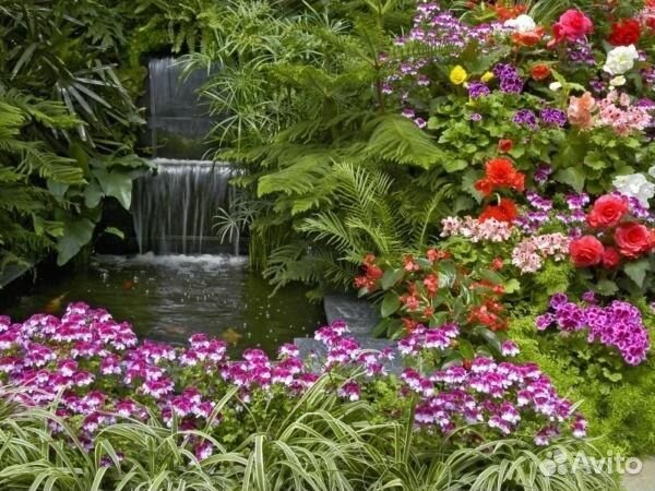 Многолетние растения, деревья декоративные и плодо