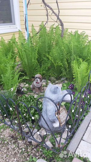 Папоротник