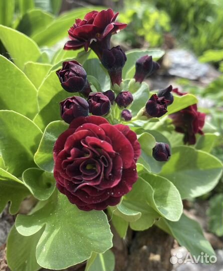 Примула-аурикула, махровая