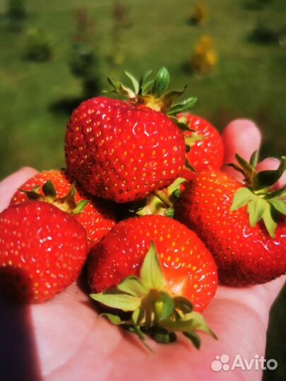 Клубника Холидей (Высокоурожайный сорт)