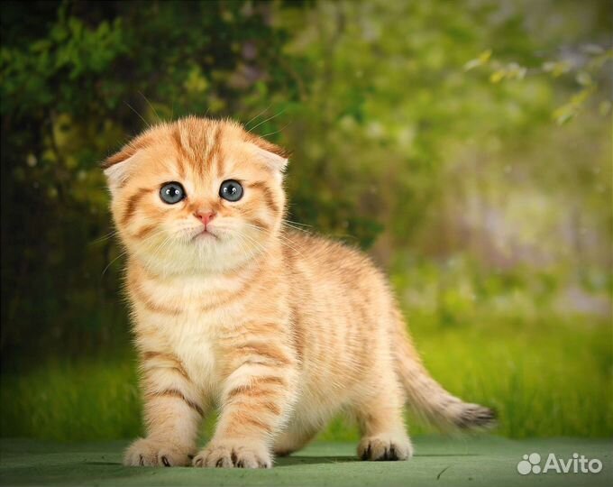 Золотой вислоухий кот на вязку Чемпион WCF