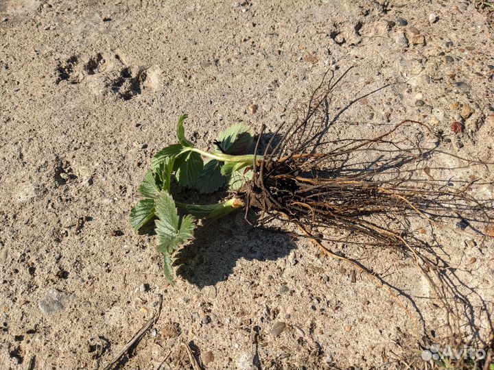 Рассада клубники, саженцы