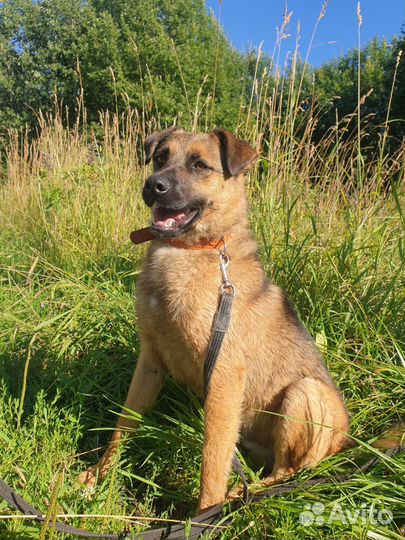 Собака Рони