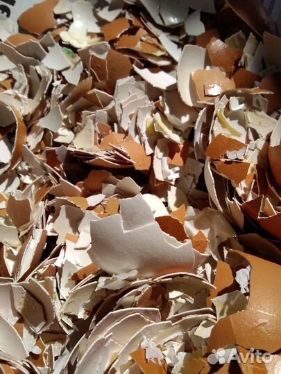 Яичная скорлупа