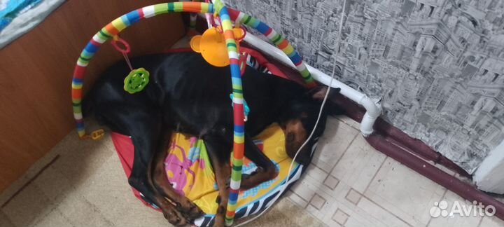 Отдам людям знающим породу