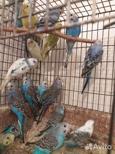 Канарейки,амадины.рисовки,волнистые попугаи