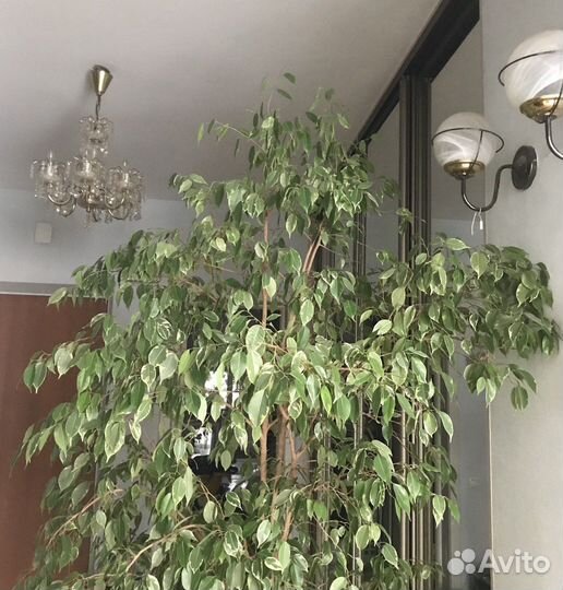 Фикус Бенджамина, двухцветный, 2 дерева