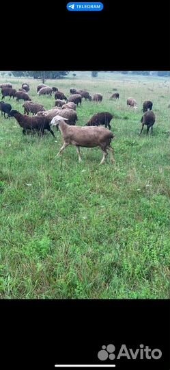Продаем овец баранов и овце-маток 1000+ голов