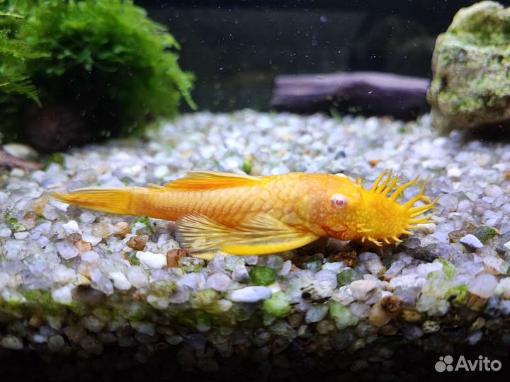 Сомики анциструс золотой