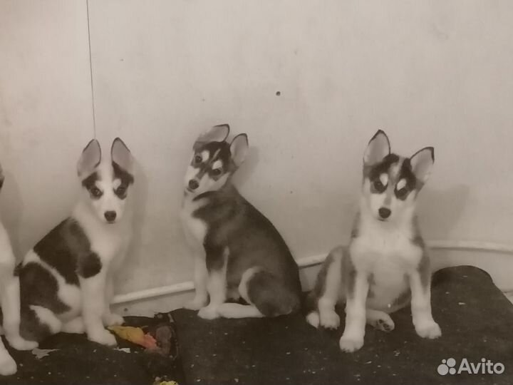 Щенки хаски