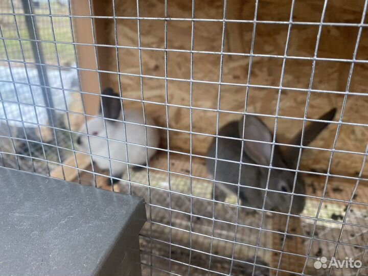 Кролики мясных пород великаны