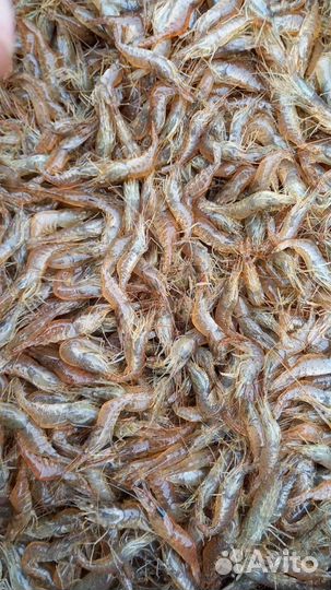 Морепродукты, розыгрыши