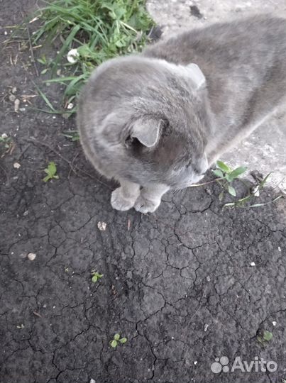 Котик в добрые руки