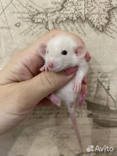 Крысята Дамбо большой выбор