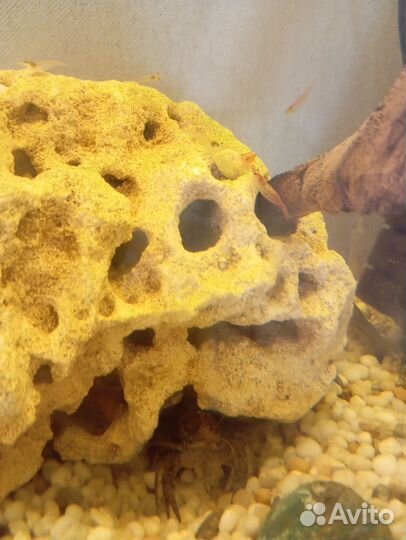 Аквариум с раками