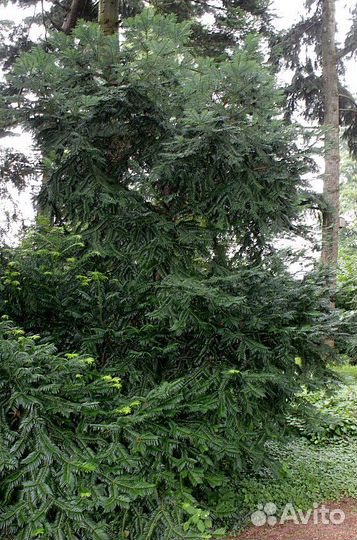 Головчатотисс Харрингтона/Форчуна, семена