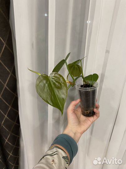 Филодендрон