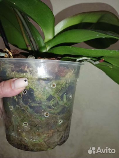 Орхидея Сурф Сонг