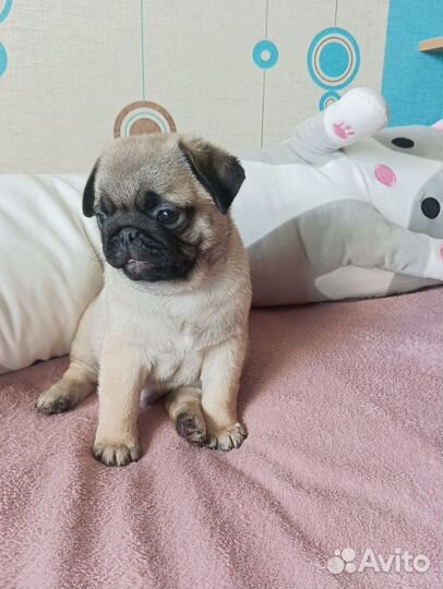 Щенки мопса