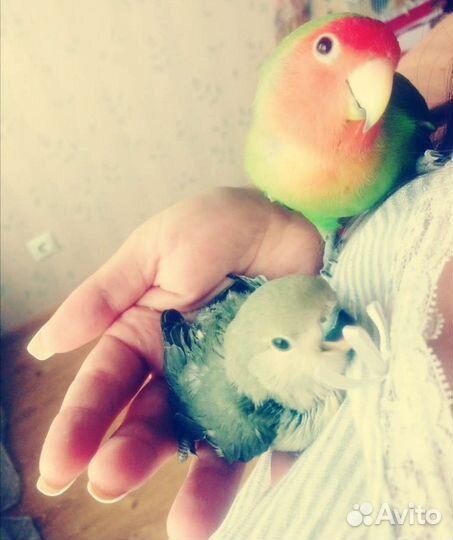 Помощница по хозяйству, зооняня