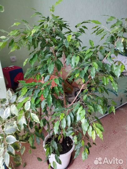 Фикус бенджамина большой