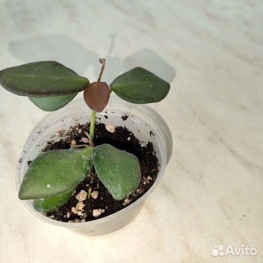 Хойя билобата