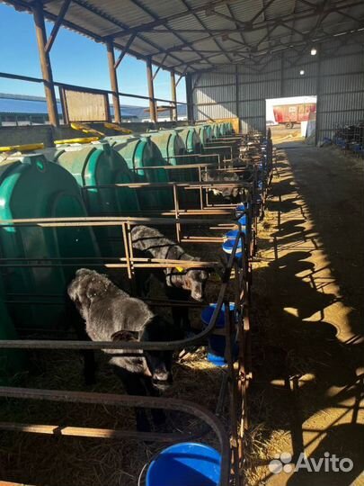 Отборные телята бычки быстрая доставка