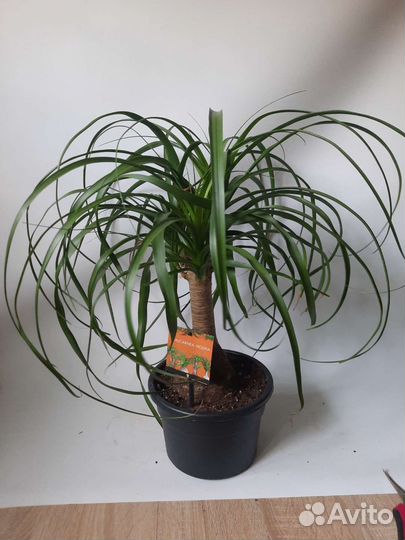 Нолина Бокарнея