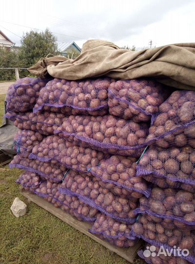 Продаю картофель разных сортов