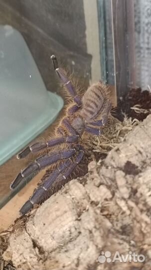 Паук птицеед