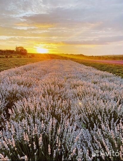 Лавандин синий белый