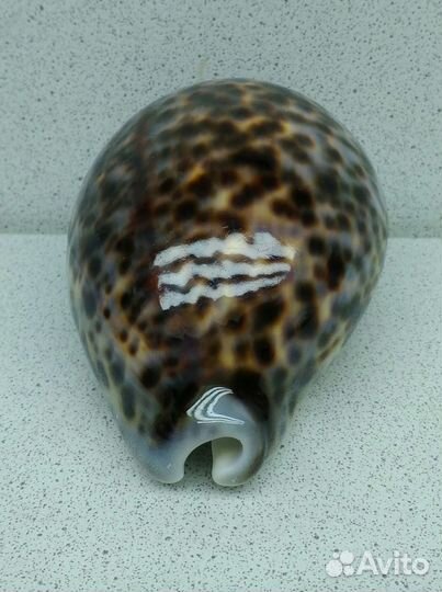 Ципрея Тигрис Каури 9,7 морская ракушка