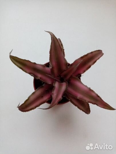 Cryptanthus Rubin Star