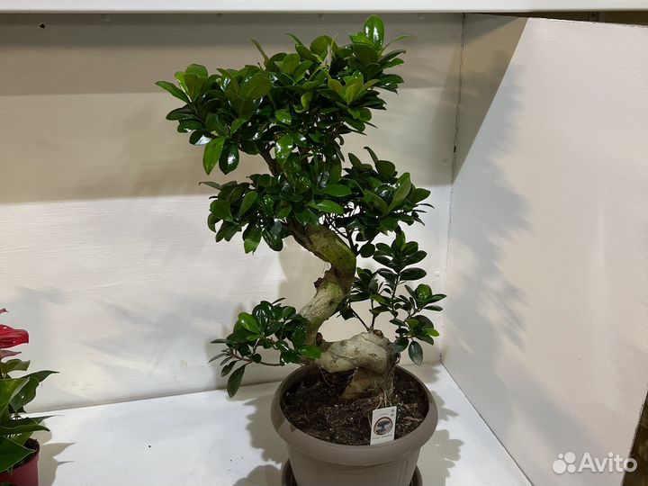 Фикус гинсенг