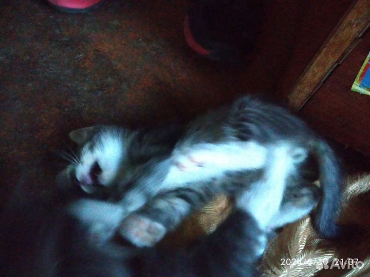 Котята в добрые руки бесплатно