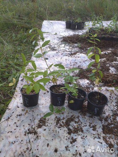 Саженцы жимолости канадской селекции